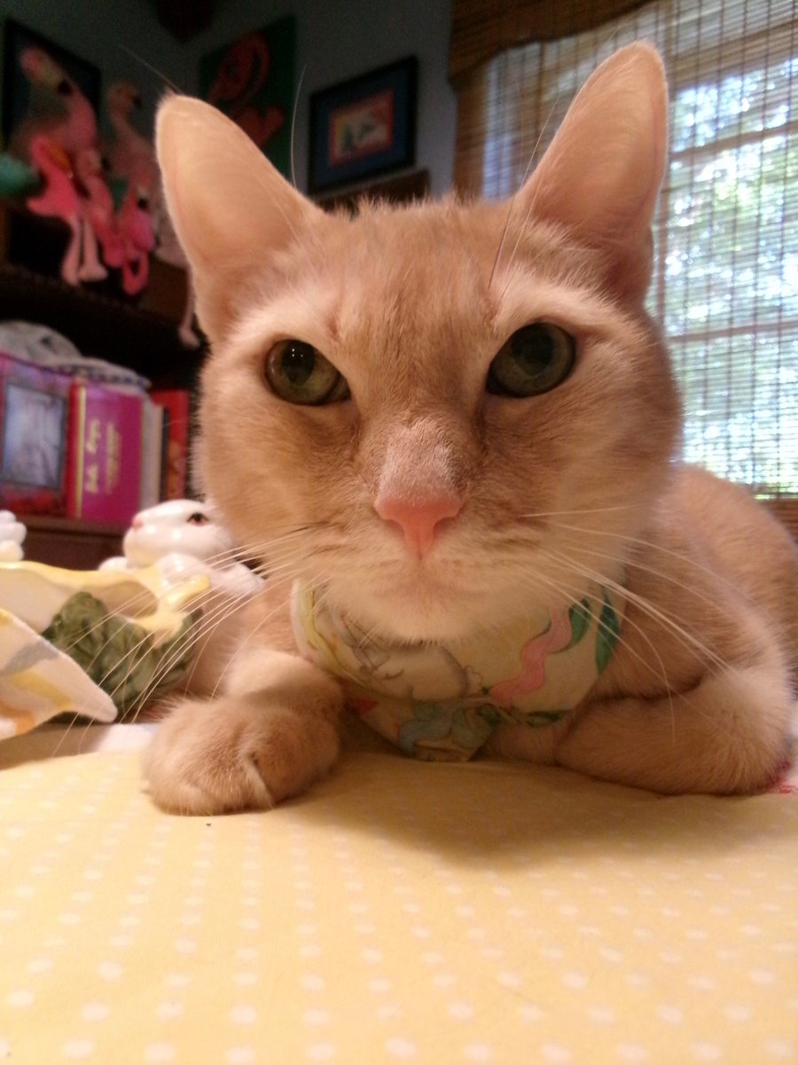 Travis Ford tweet media