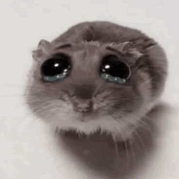 Stars and Stripes tweet media