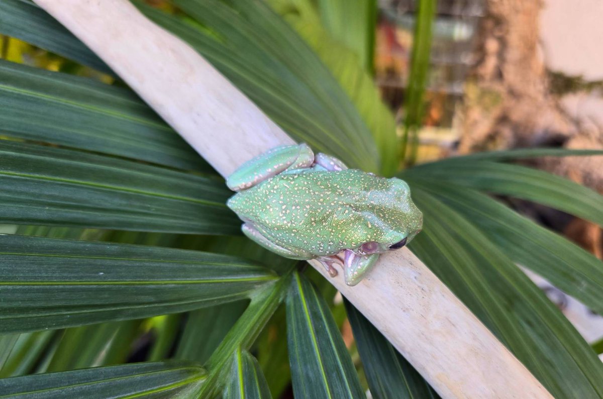 爬虫類専門店【𝙳𝙸𝚉𝚉𝚈 𝙿𝙾𝙸𝙽𝚃】東京第002225 tweet media