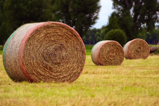 Lewis Abramson tweet media