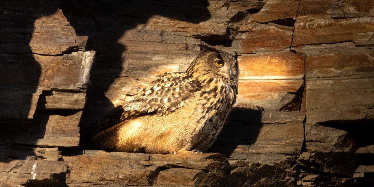 Andreas Pucher tweet media