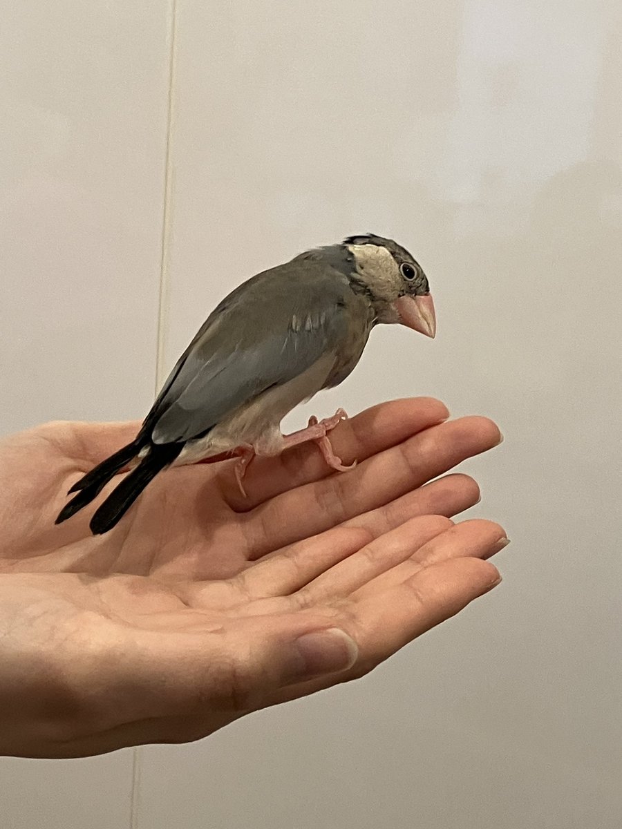 文鳥堂のおしらせ tweet media