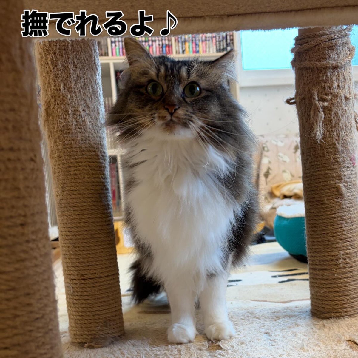 『おうちにおいで』 tweet media