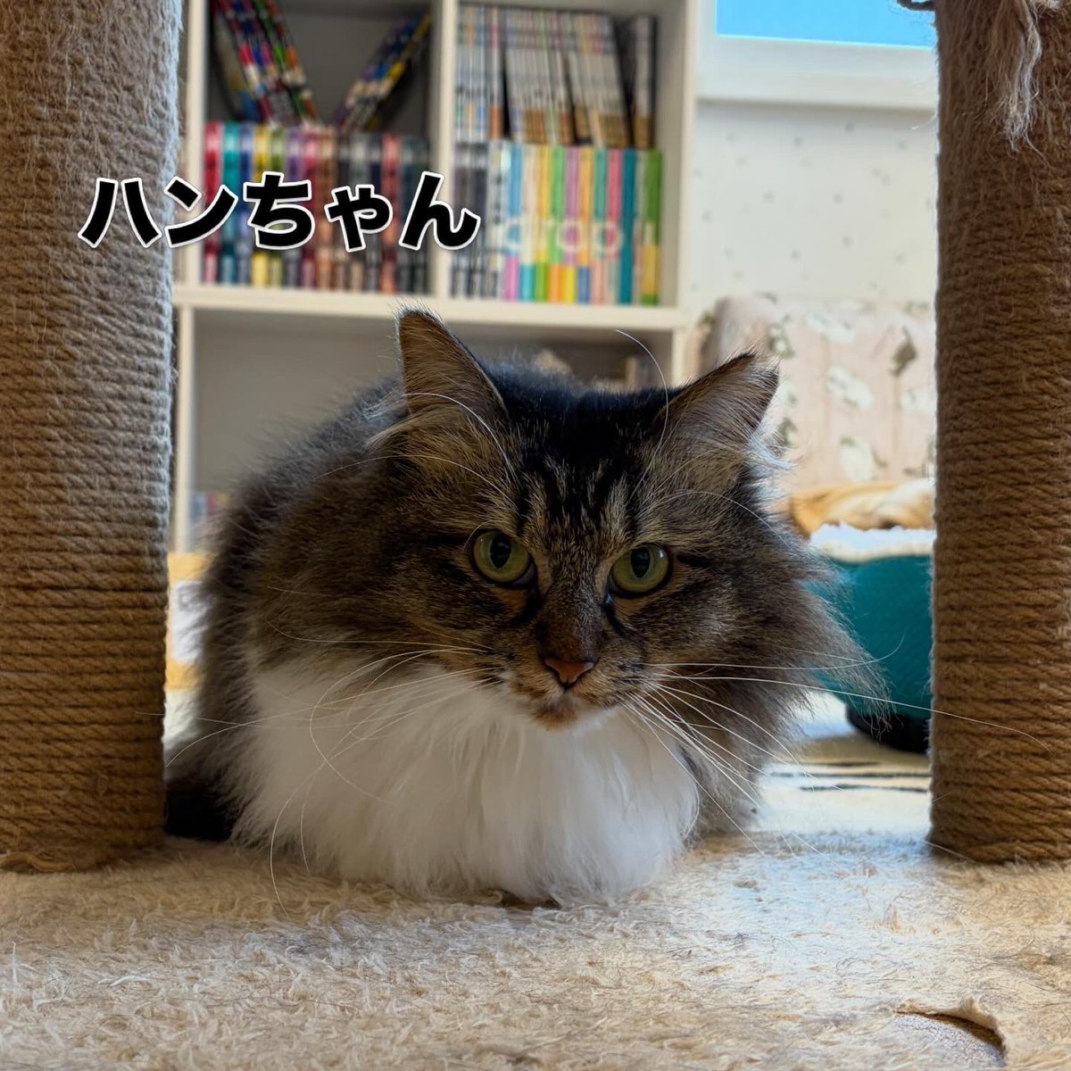 『おうちにおいで』 tweet media