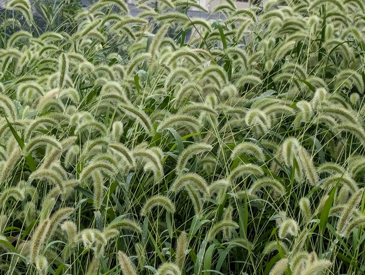 和猫研究所🐾獣医学博士「猫はなぜごはんに飽きるのか」発売中🎶🐱 tweet media