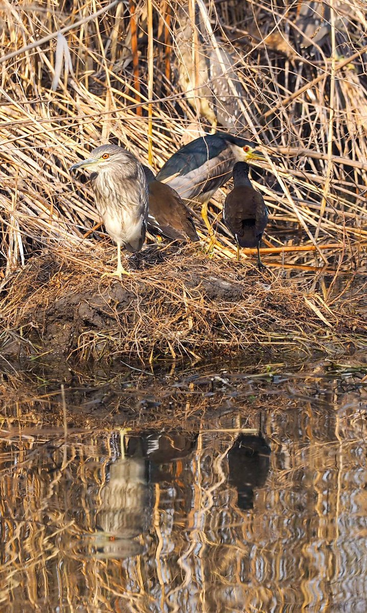 Pat rick tweet media