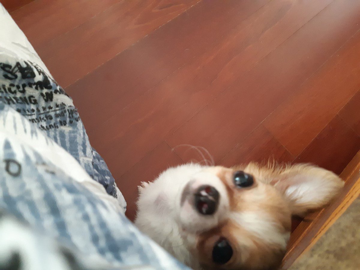 강아자랑타임
저희집엔 치와와공주님도 사는데
아기때 사진입니다..
그리고…….확대해보면 아기강아지**발톱**구경가능