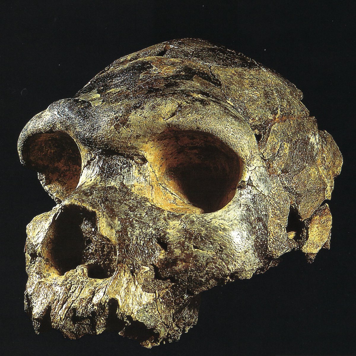 PaleoAnthropology tweet media