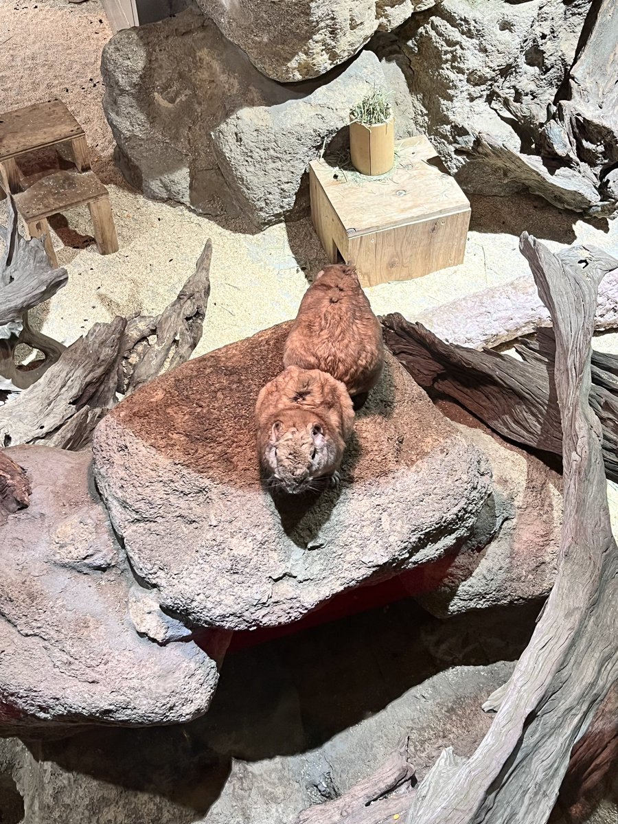 あなたとあなたもお尻り合い
#足立区生物園　#グンケツ