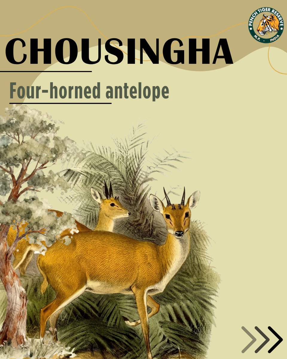 Pench Tiger Reserve tweet media