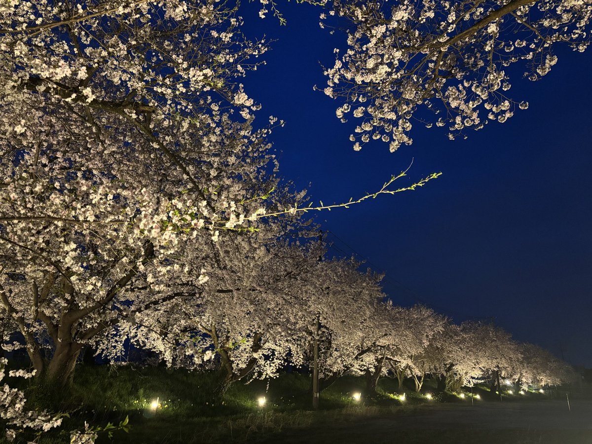 南区🌸桜2026開花情報④】 昨日の庄瀬小学校の桜並木ライトアップです