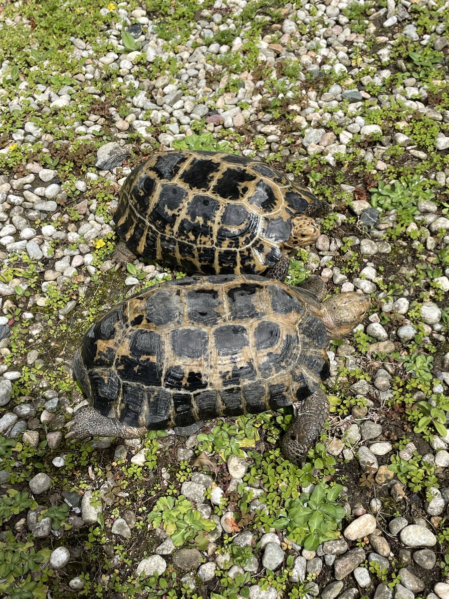 rikugame80's tweet photo. 午後よりセレベスリクガメ、エロンガータリクガメも屋外飼育開始☀️
シーズンイン🐢
#リクガメ
#ヒョウモンガメ
#セレベスリクガメ
#エロンガータリクガメ
#カメのいる生活
#leopardtortoise https://t.co/WHnGFL3Vxo