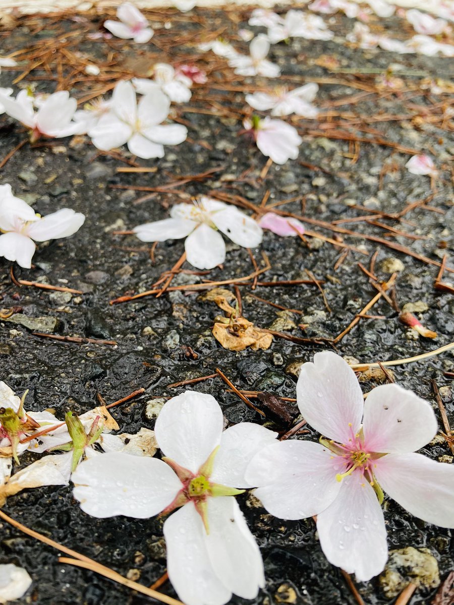 桜ってこんな散り方したっけ？
