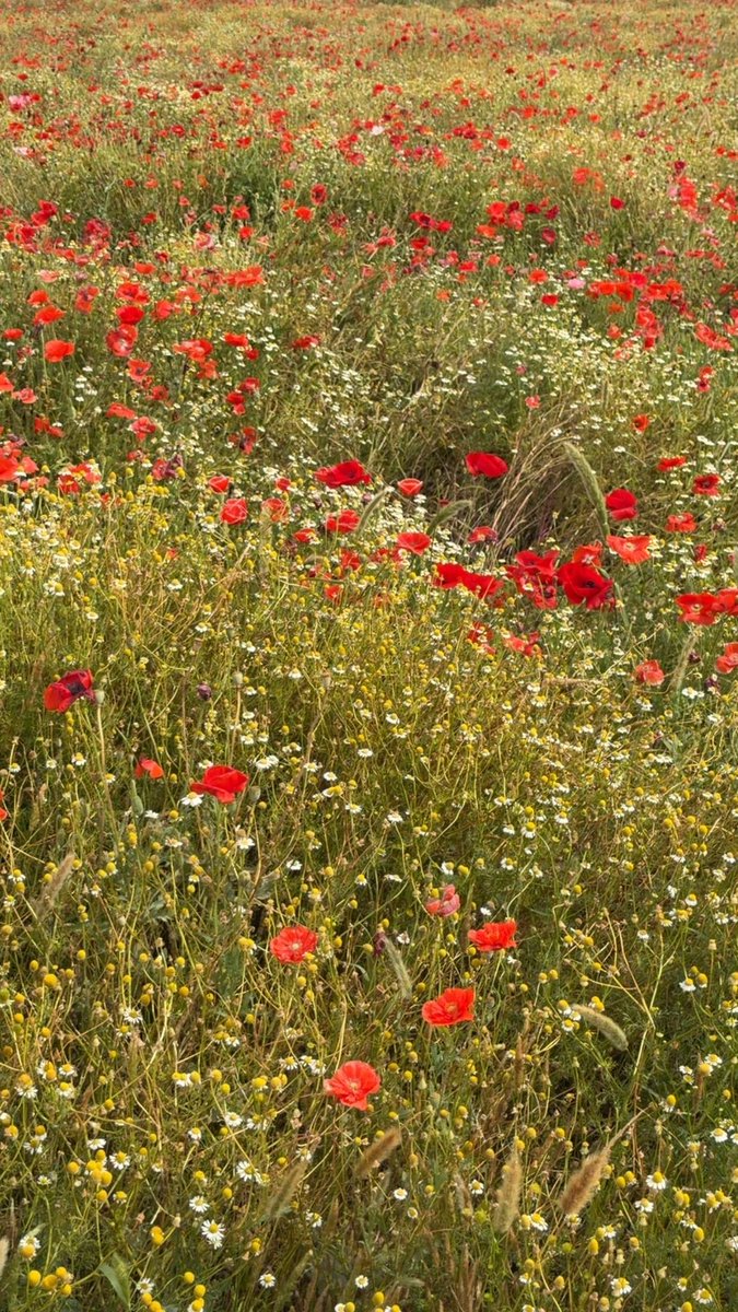 يقول الشاعر سعد بن جدلان:

يازين المشي في الروض الخضر لاشعشع المخضار
يازين الديره اللي من حقوق الوسم ممطوره

يريح البال سجٍ في الفياض الخضر والمسيار
سعادة للقلوب اللي من السلوان مسروره

#صباح_الأشياء_المُشرقة 😁