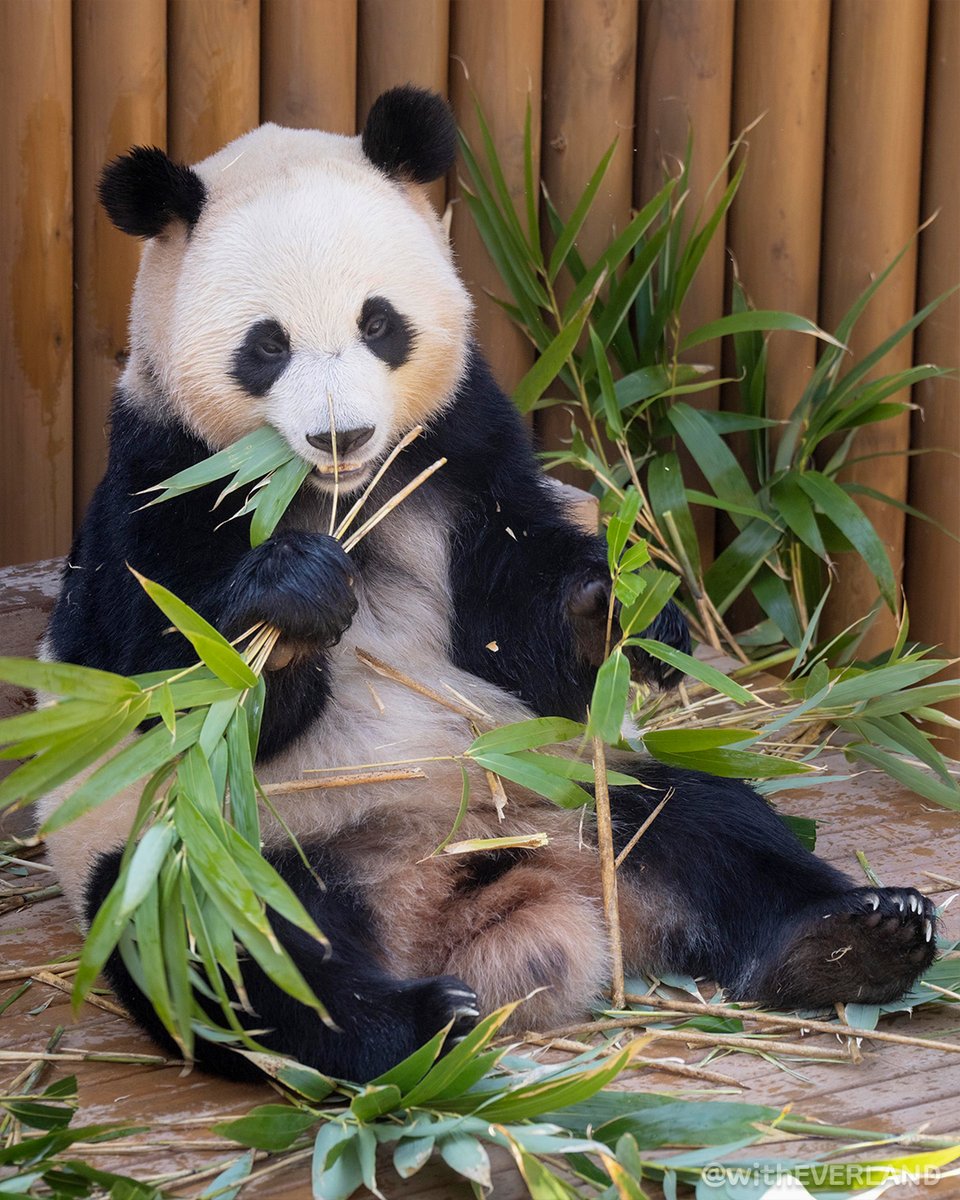 에버랜드 tweet media