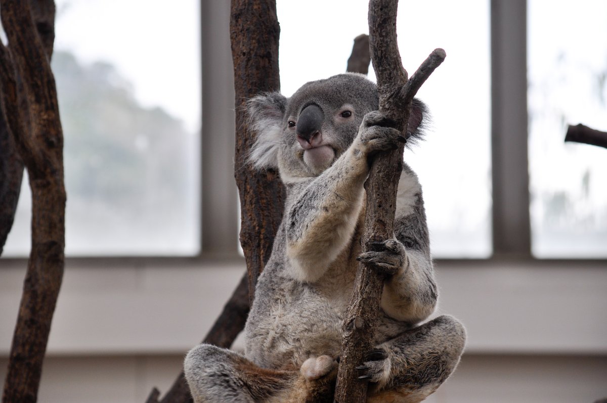 おぐらとーすと. tweet media