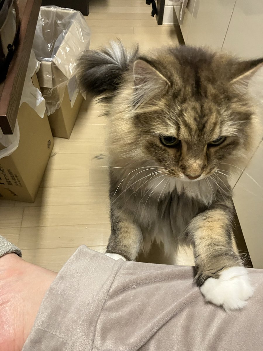 ao（旧　眼鏡のあやさん） tweet media