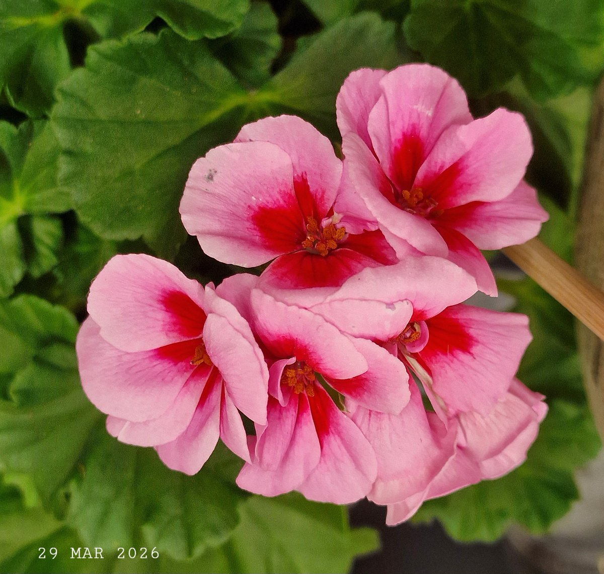 IDadzkov's tweet photo. Årets pelargon 2026 Hilma rosa.
#nature #flowers #ÅretsPelargon #Hilma #pelargonium #plantpot #FlowersPhoto https://t.co/Tj6mbCxq9t
