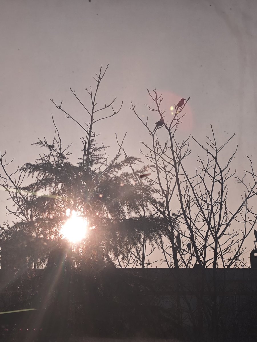 Fraktal Rüya tweet media