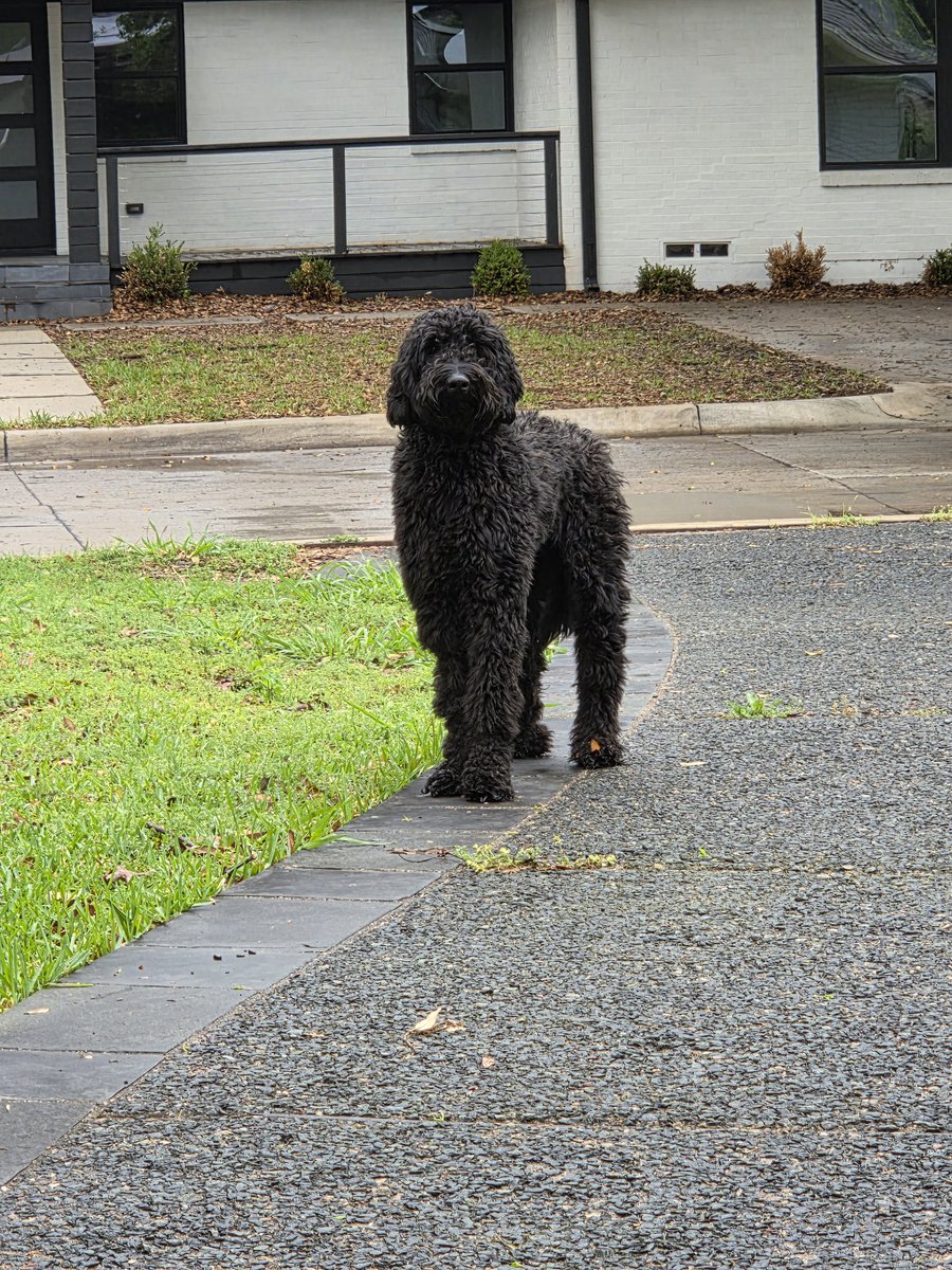 Robin Quivers's Goldendoodle tweet media