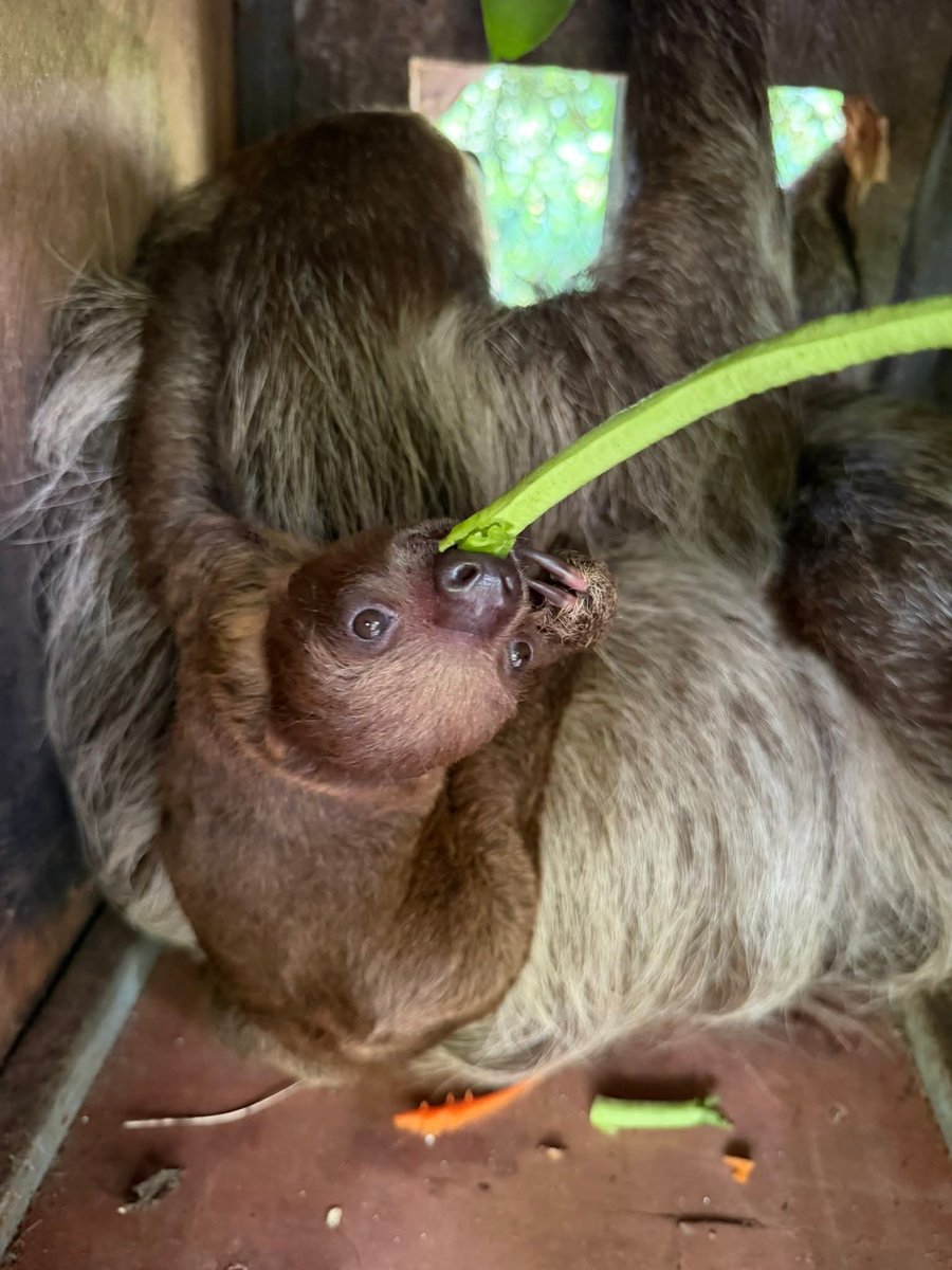 สวนสัตว์เปิดเขาเขียว Khao Kheow Open Zoo tweet media