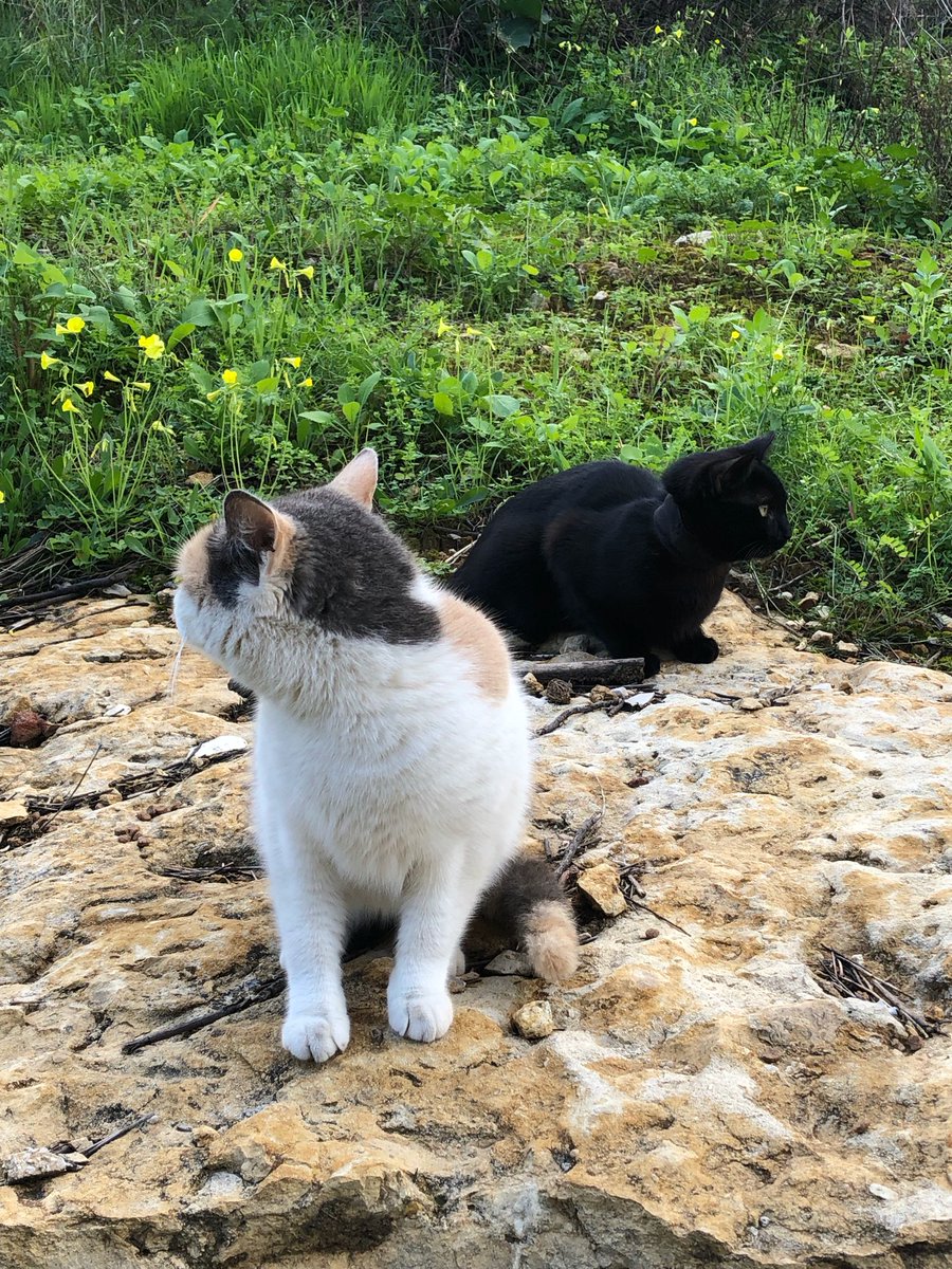 Marie Nassar3 tweet media