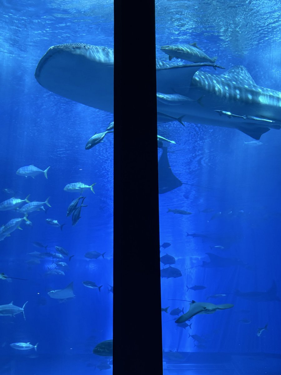 🐱きゃめろん🍈🐢 tweet media