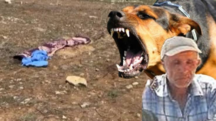 Kuzeyli55 tweet media