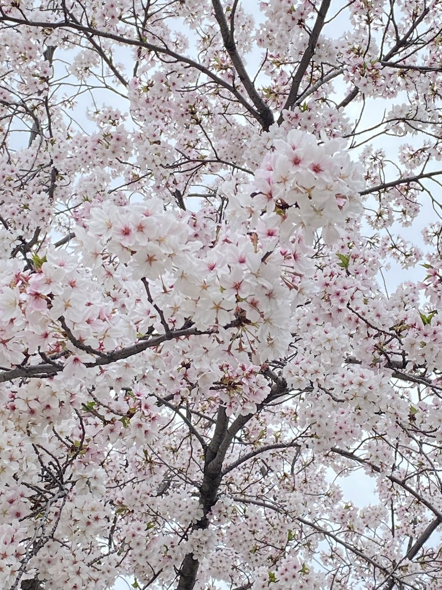 港☆よーこ tweet media