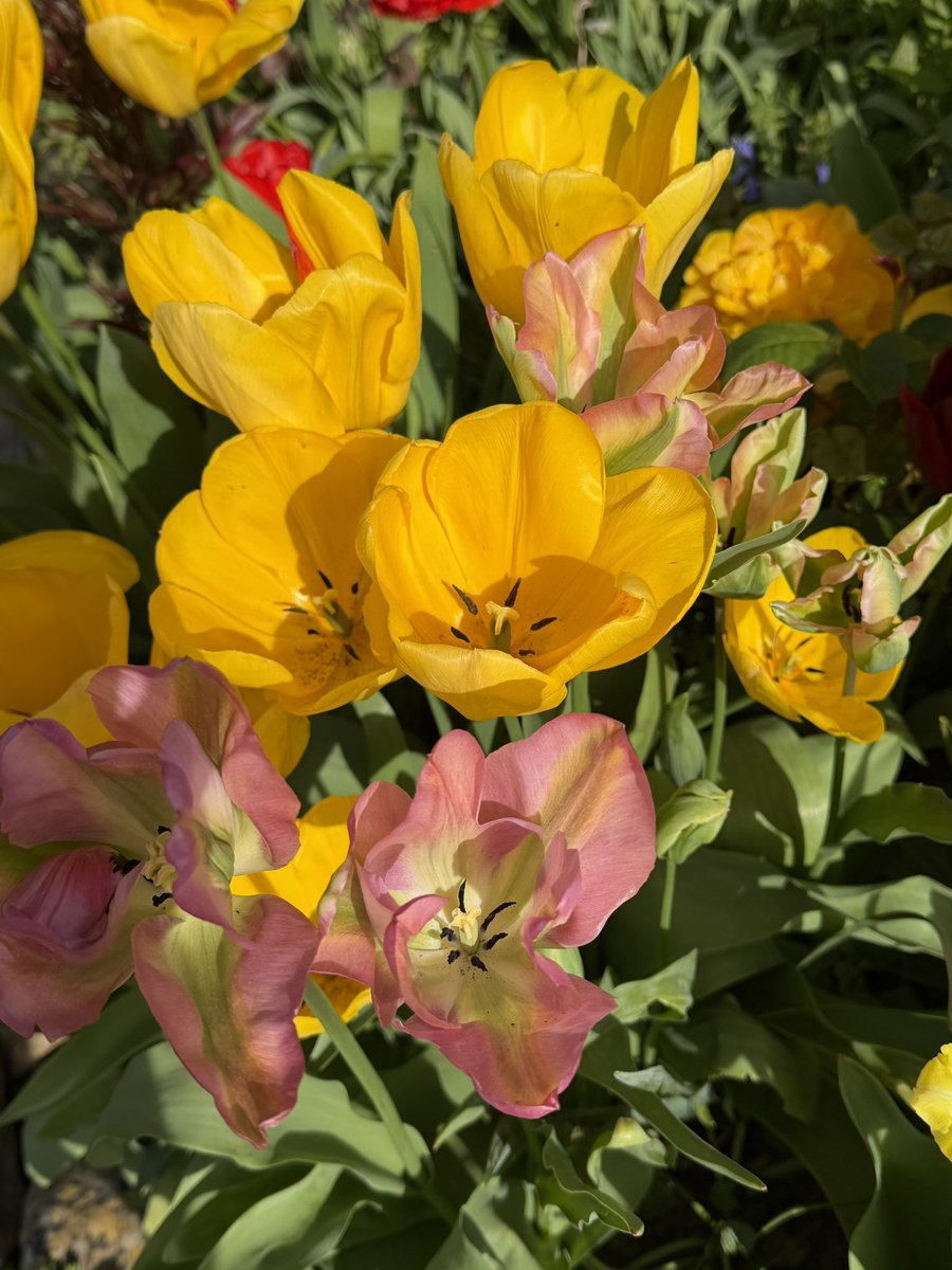 💙 Charmaine Hardy 💙 tweet media