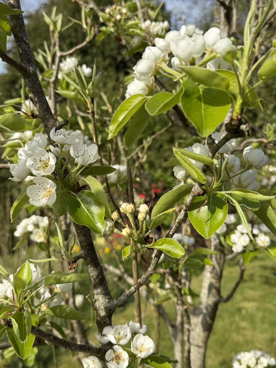 💙 Charmaine Hardy 💙 tweet media