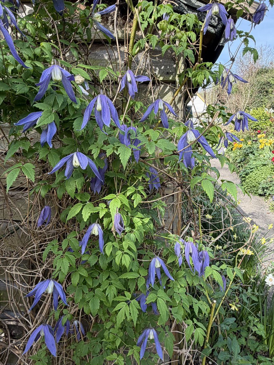 💙 Charmaine Hardy 💙 tweet media