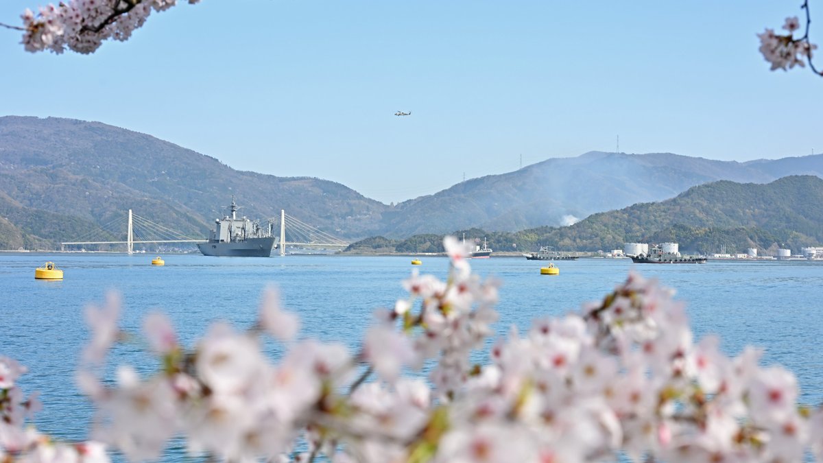 練習艦隊・入隊式と共に見ごろを迎えた舞鶴の桜🌸をお届けします