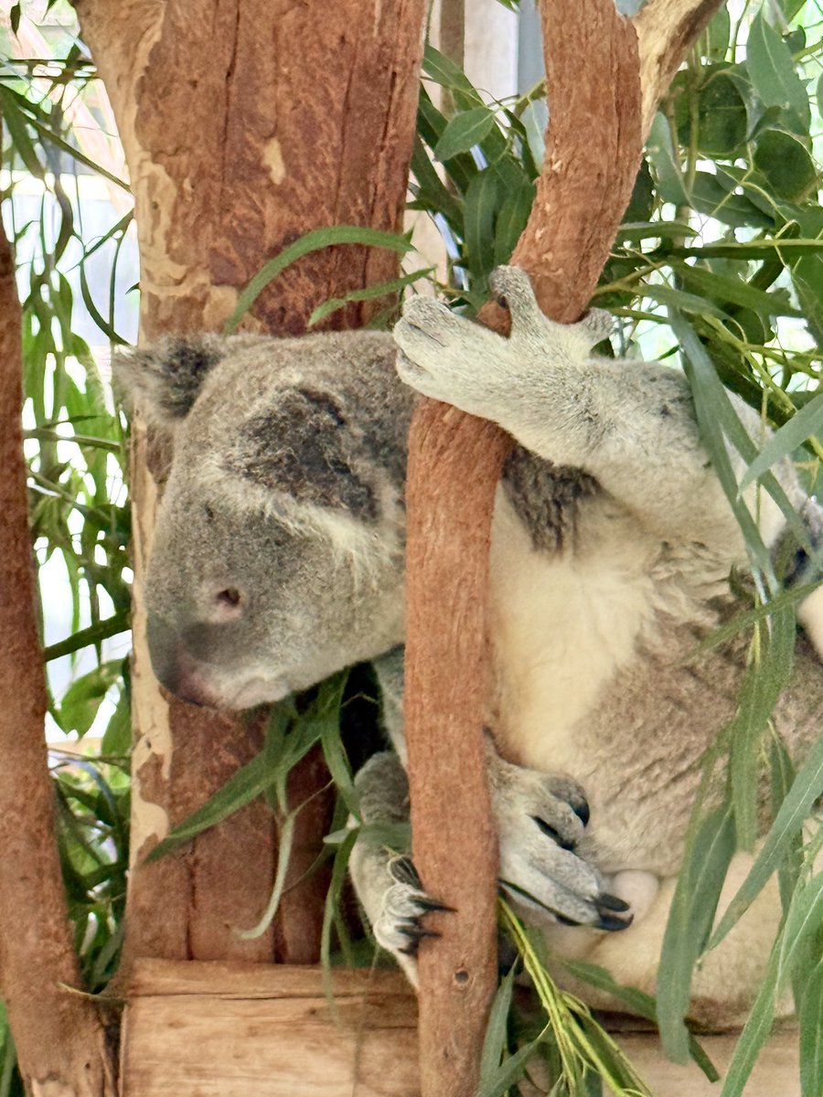 Steveontour1's tweet image. Today’s #UsualKoala was at the #Sydney Zoo