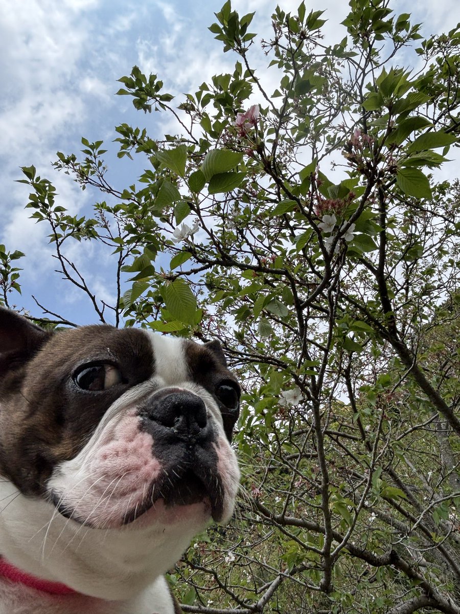 Boston にこ tweet media