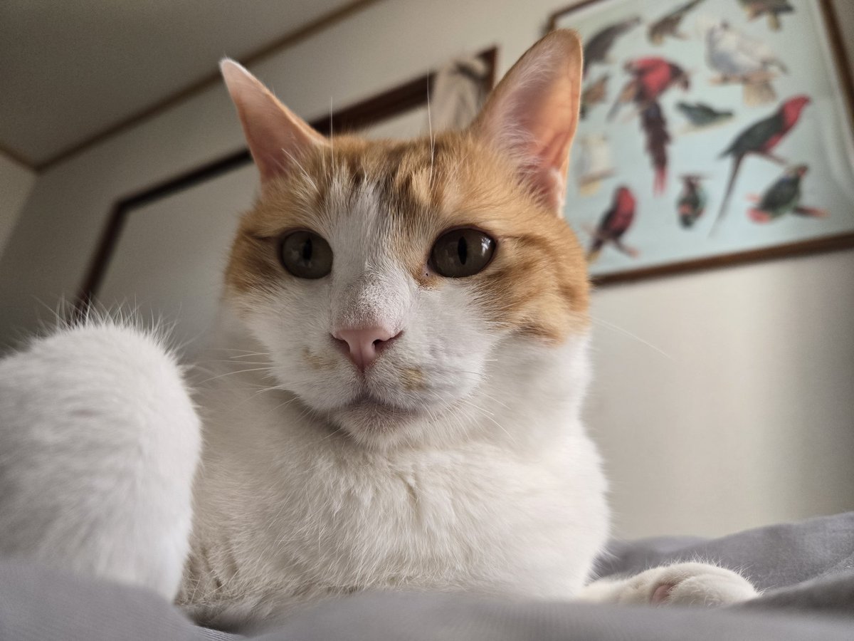 メビウス tweet media