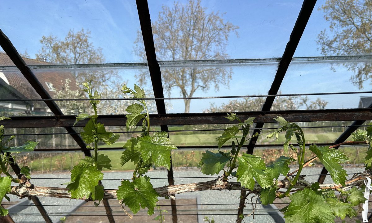 Gerrit De Bruijn. tweet media