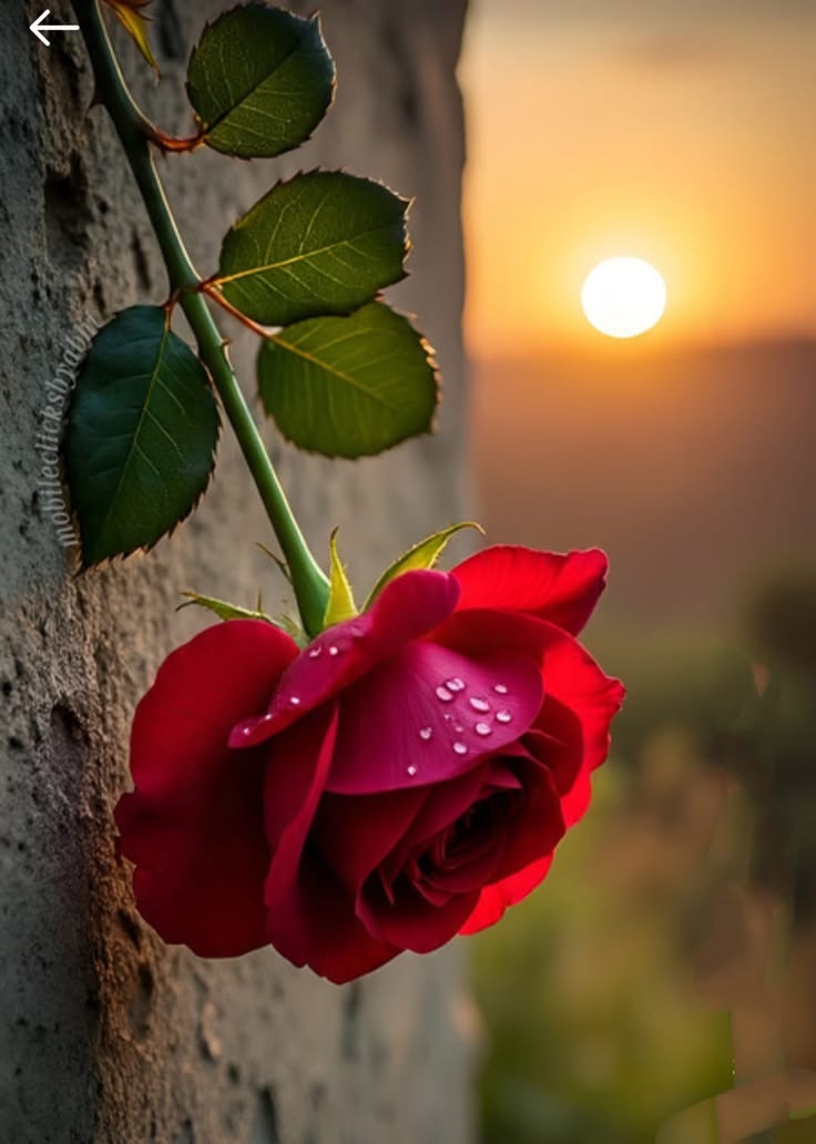 Afsaar_ghani tweet media