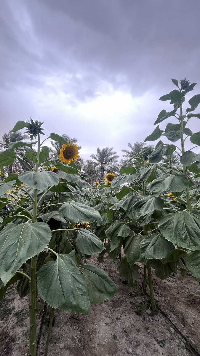 84g5_'s tweet photo. دوّارُ الشمس 🌻 https://t.co/W1H50xI8x2