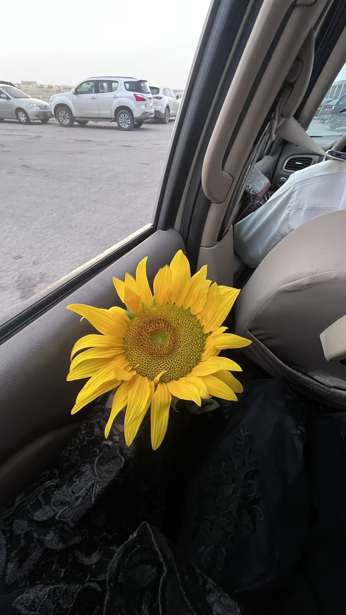 84g5_'s tweet photo. دوّارُ الشمس 🌻 https://t.co/W1H50xI8x2