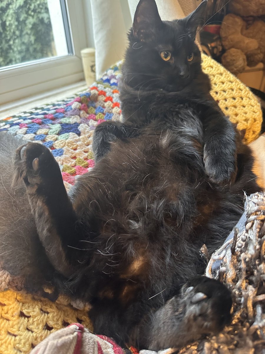 ButchSundanceUK's tweet image. It’s finally here fur pals #Friyay #CaturdayEve get that floof out ready for the weekend! Have mew got any plans? Fun, mischief and treatos fur us! Butch is airing his floof while doing #Hedgewatch #ButchAndSundance  #KittensOfX #KittensOfTwitter #Floof