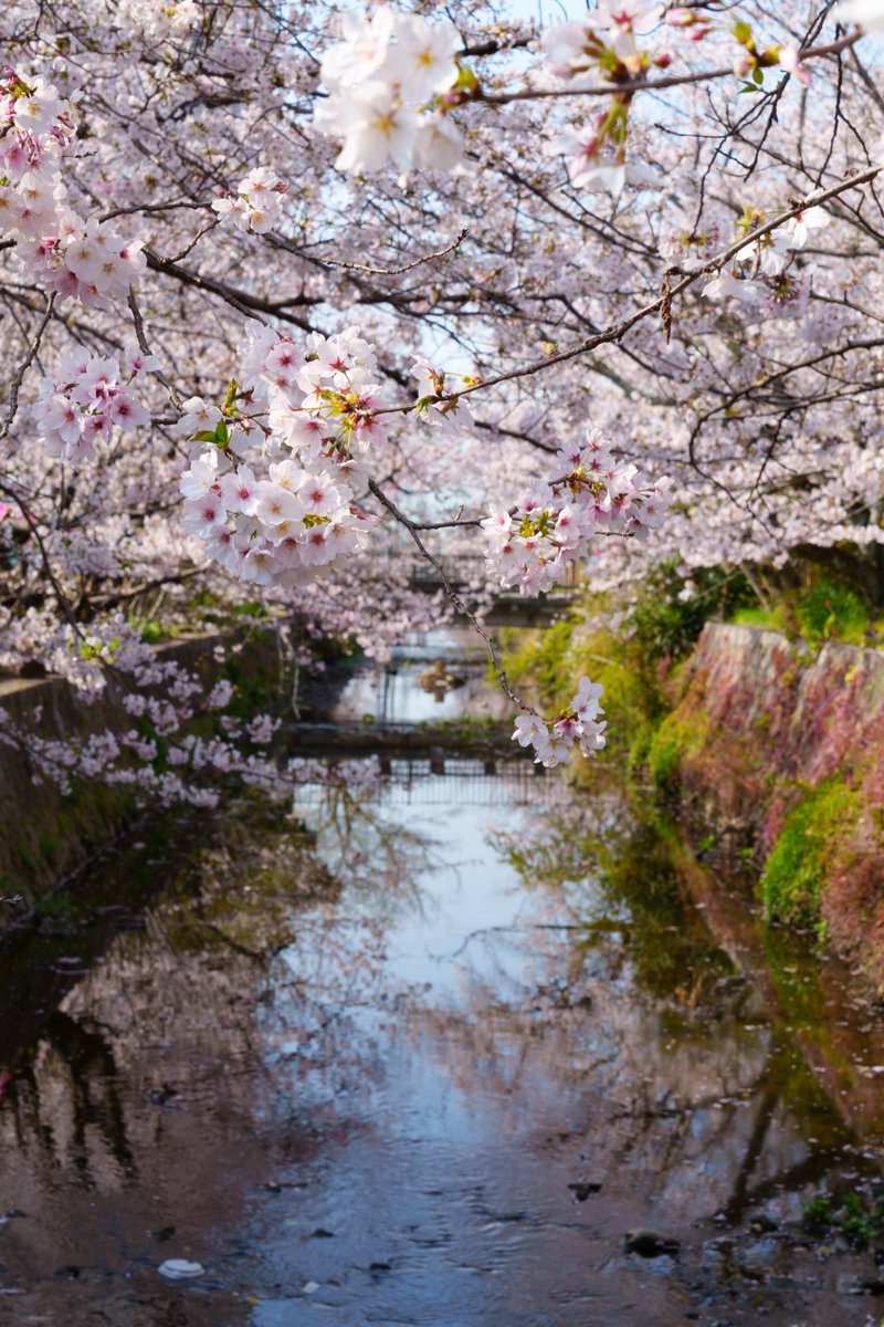 esok03's tweet photo. １枚目の写真を桜がもっと映えるようにGoogleのGeminiに頼んだら２枚目の画像が生成されたｗ https://t.co/xsKVrGSNiw