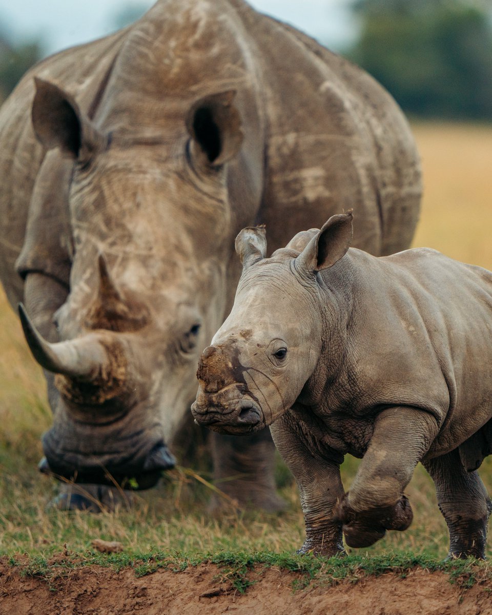 Peter Esegon Ol Pejeta Conservancy tweet media