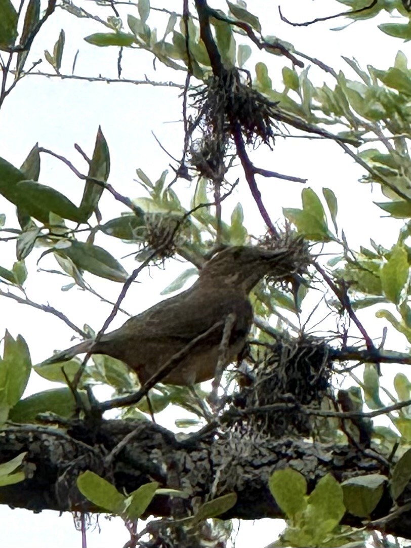 Rare Bird Alert tweet media