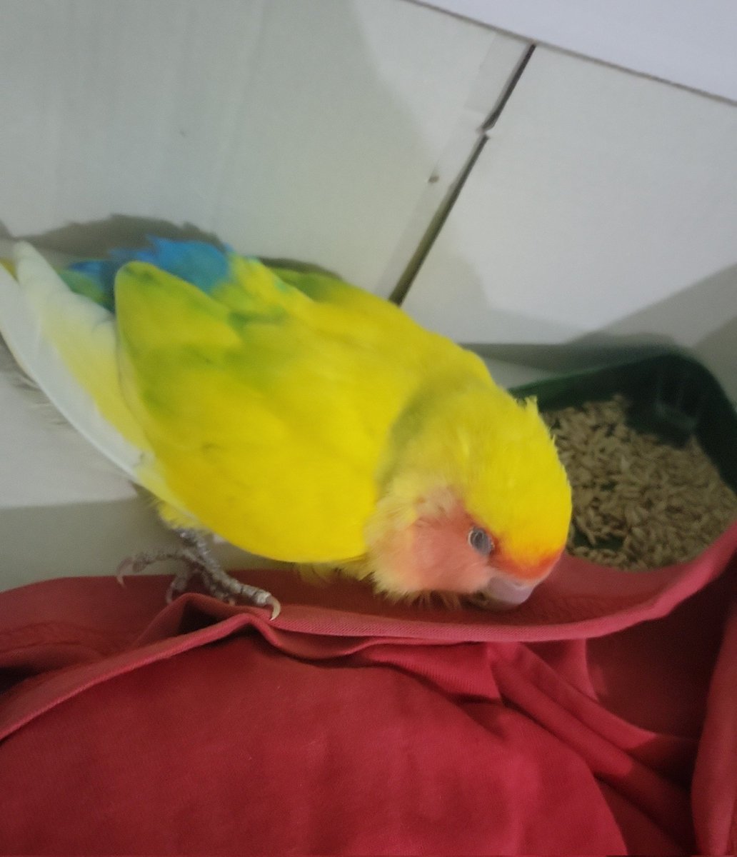 Gato° 🔞オレンジ色の猫 ✍️❤️ (Comm Open) tweet media