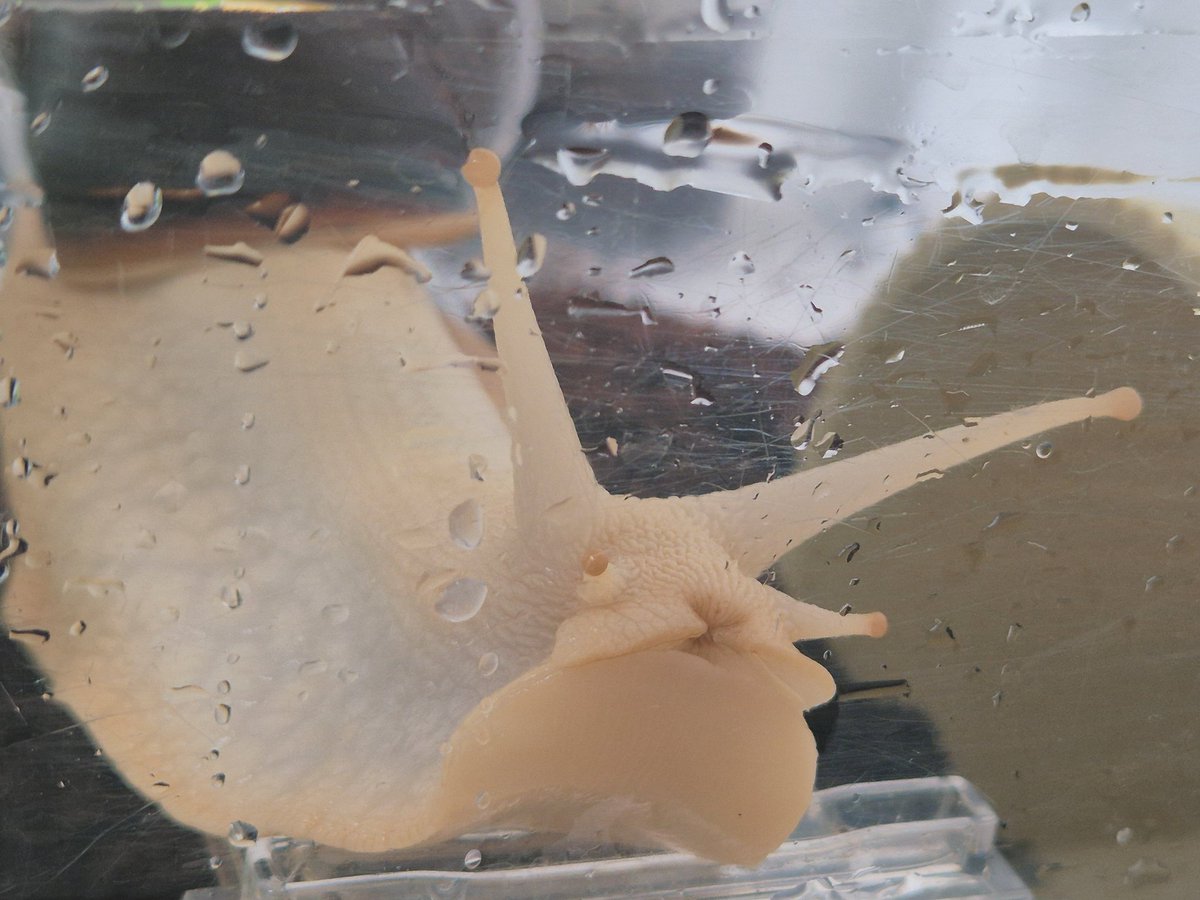 사이카와와 tweet media