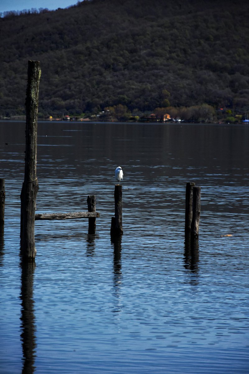 A_Sapphireh's tweet image. Reflections in reflection
#alone #bird #lake #blue

📸Aura S.