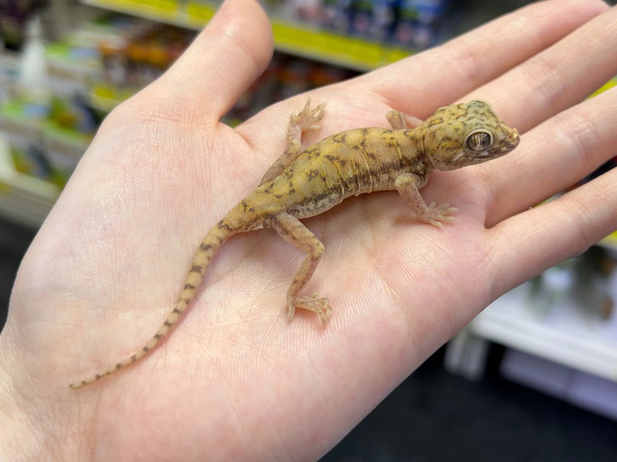 爬虫類倶楽部 大宮店 tweet media