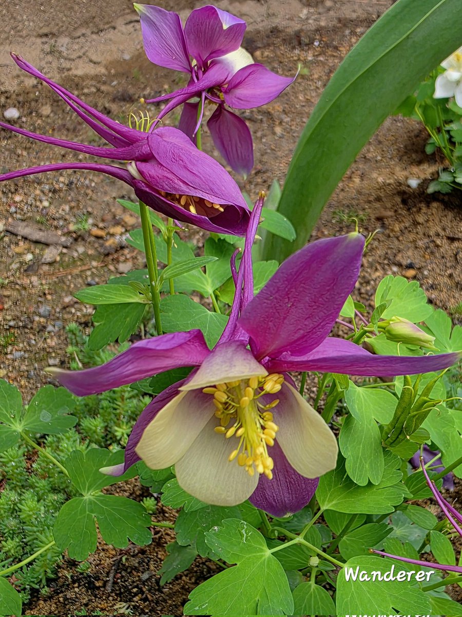 sukoya979's tweet image. 🌸Columbine🌸💜#Bloom #nature #nature #Flowers