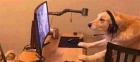 Dolphin dev tweet media